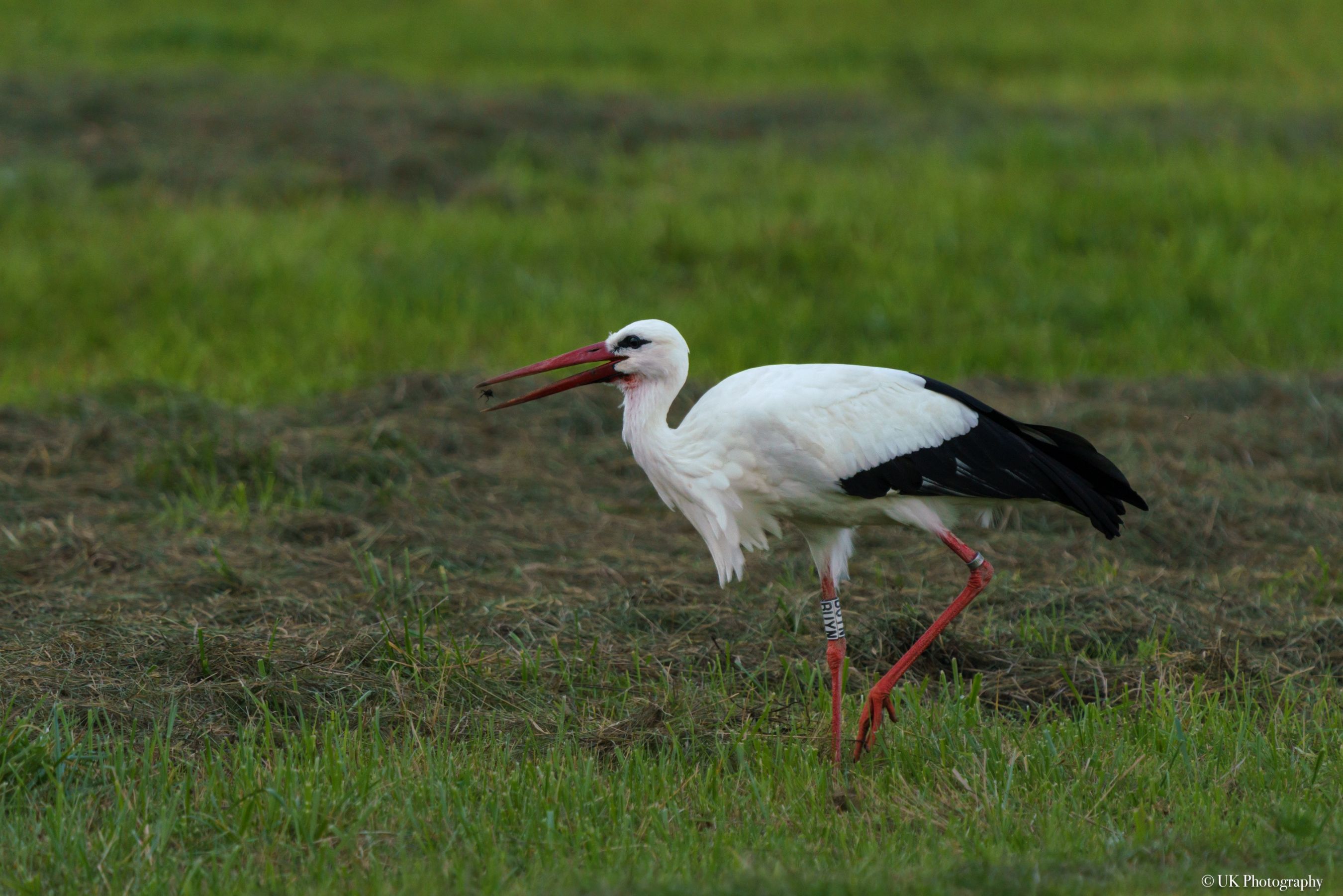 Storch 2